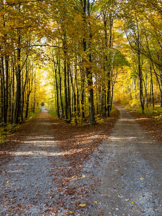 two paths in a forest, one to the left and one to the right